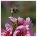 čmelda přistává....