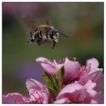 čmelda přistává.... II.