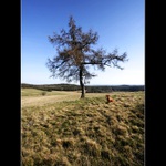 ... strážce stromu ...