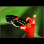 Heliconius
