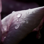 růžovění ještě