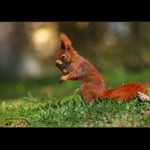 Tady orel,tady orel!