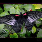 taková...klasická..no...motýlovka