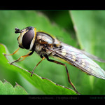 Pestřenka rybízova