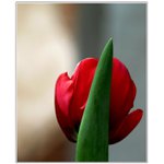 *tuli-tulip*