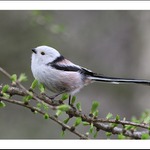 mlynařík dlouhoocasý