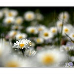 Une petite marguerite
