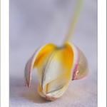 tulipánek