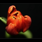 tulipán
