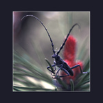 Jeden nepříliš pohledný brouk