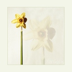 Narcissus