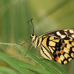 Papilio