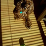 čekání na "můžeš"