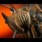 Portrét z Fata Morgany