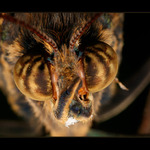 Z očí do očí ...