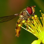 Ještě doušek.........