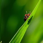 Vrchol v nedohlenu...............