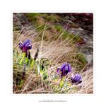 -[FIRST TOUCH OF SPRING]-