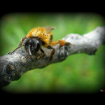 zmoklá včelička chudička