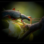 je to brouk a nevím jakej...