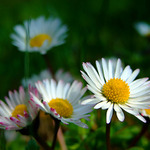 Sedmikásky v rozpuku...