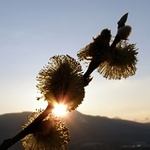 Kočičky v protisvětle