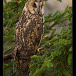 Kalous ušatý (Asio otus)