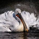 Pelikán
