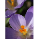 *** Jarní mámení ***