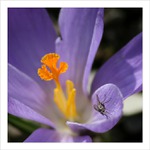 *** S vetřelcem :)) ***