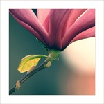 *** Mámivá magnólie ***