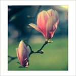 *** Mámivá magnólie II. ***