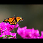 ... Barvy prirody ...