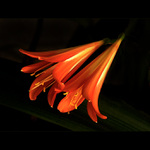 *** NAVŽDY SPOLU ***