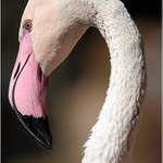 pasovka jednoho plameňáka