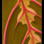 Maranta
