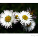 Sedmikrásy....  :o)