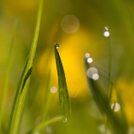 ...Pokec v trávě...