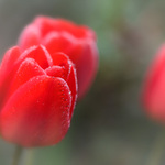 ...Ranní něžnosti...