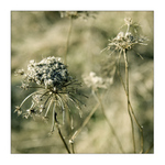 - Nevěsta a ženich -