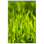 - Travni trojzubec -