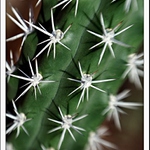 Pichlavé hvězdičky