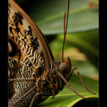 Cizokrajnej motejl...