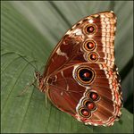 Eče jeden motejl....