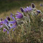 ...už kvetou koniklece...