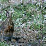 ... a dej ať je jetel letos obzvláště šťavnatý ...