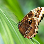 motyl
