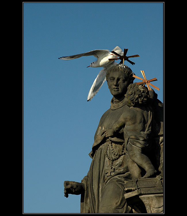 Máš bílou hlavičku...