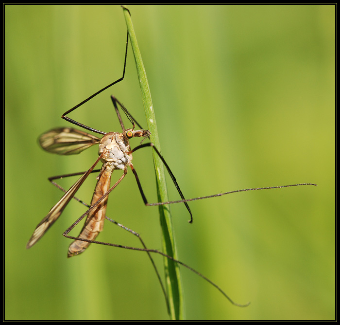 hlavou stéblo neprorazíš