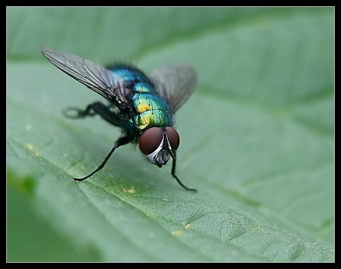 bzz